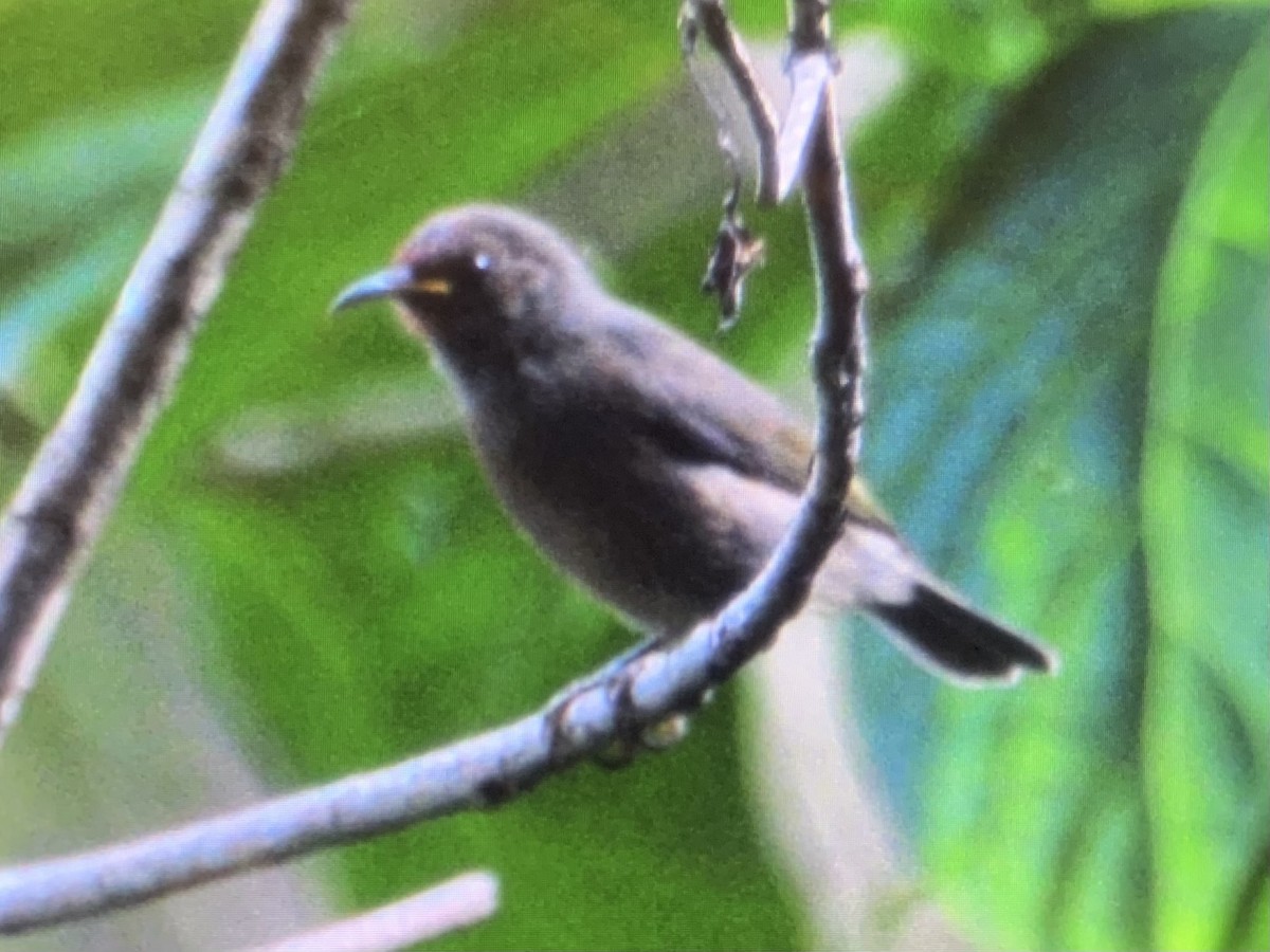 Micronesian Myzomela - ML639256709