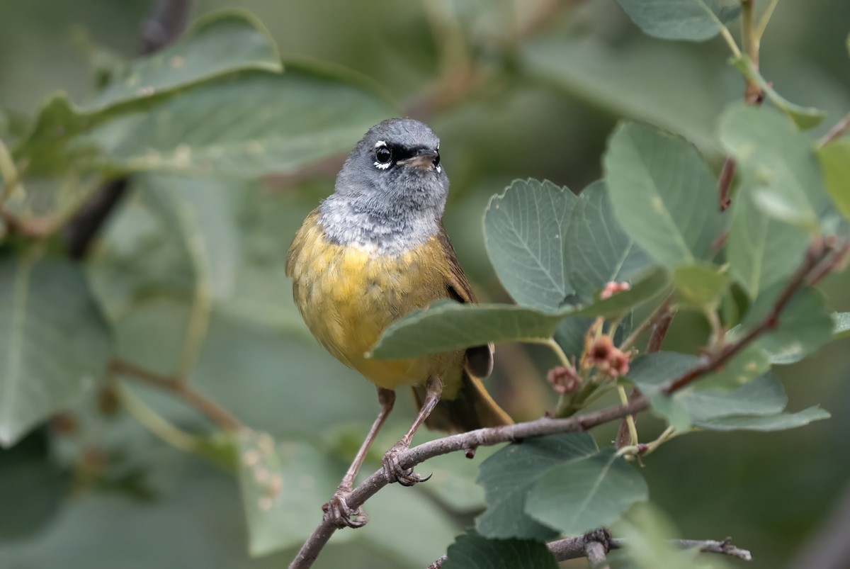 kjerrparula - ML639257097