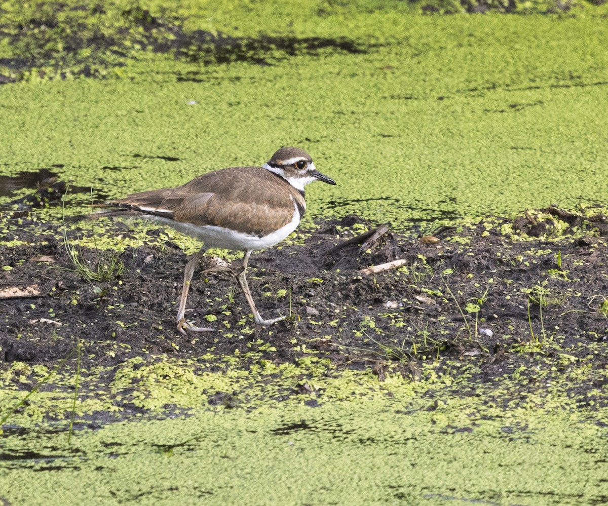 Killdeer - ML639257102