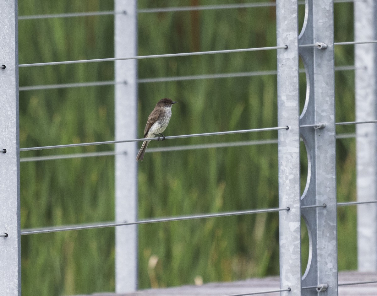 Eastern Phoebe - ML639257105