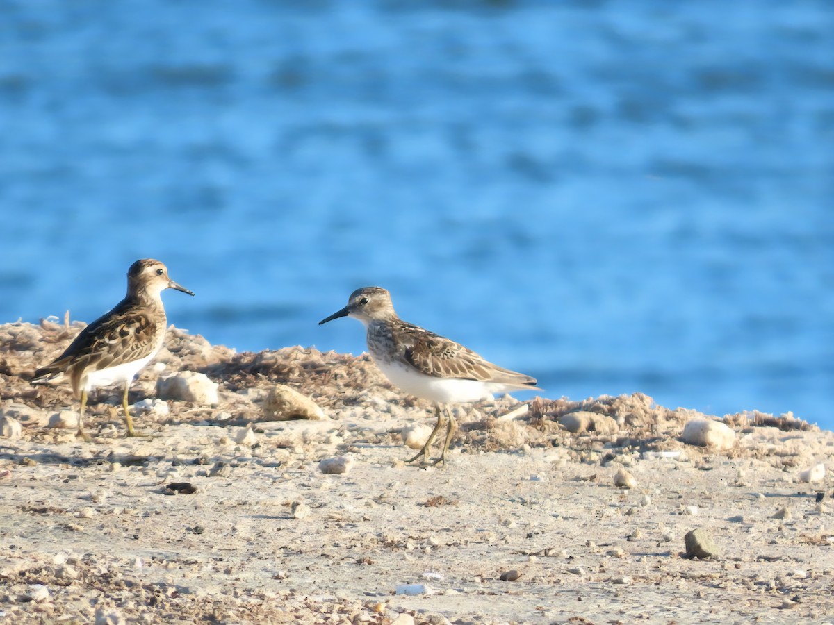 Least Sandpiper - ML639257112