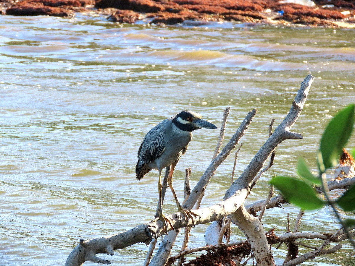 Yellow-crowned Night Heron - ML639257115