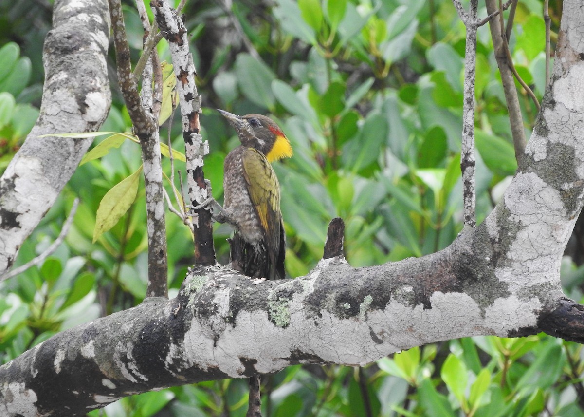 Lesser Yellownape - ML639257119