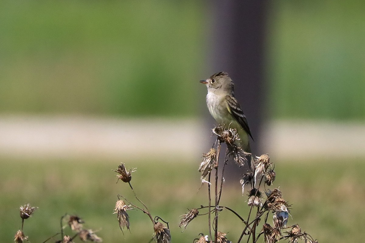 Willow Flycatcher - ML639257128