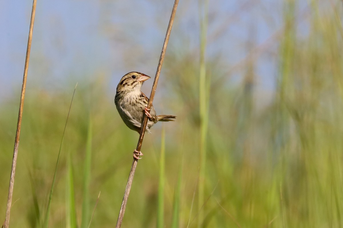 Henslow's Sparrow - ML639257135