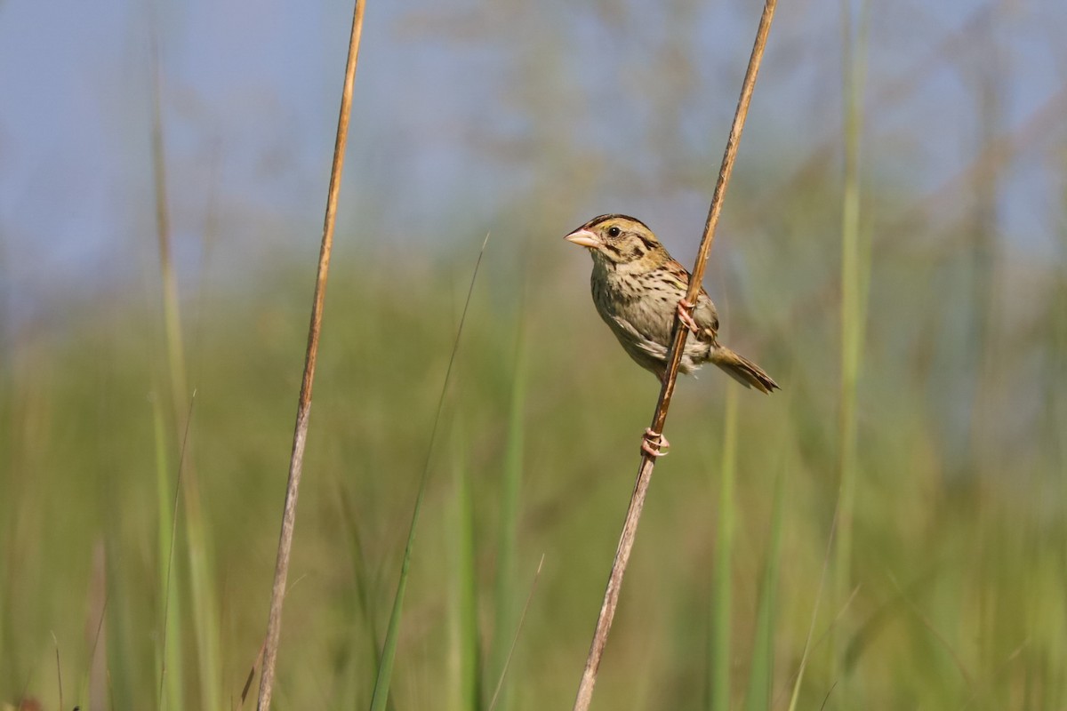 Henslow's Sparrow - ML639257136