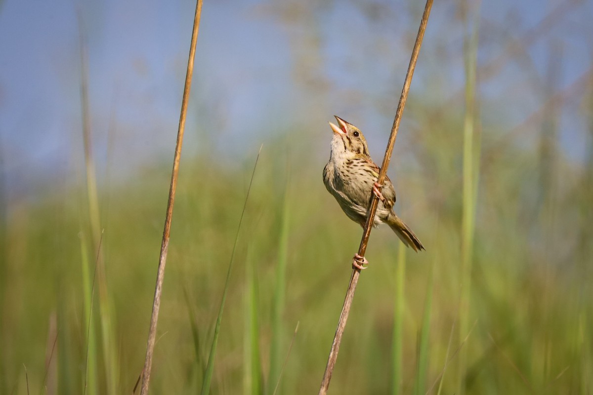 Henslow's Sparrow - ML639257137