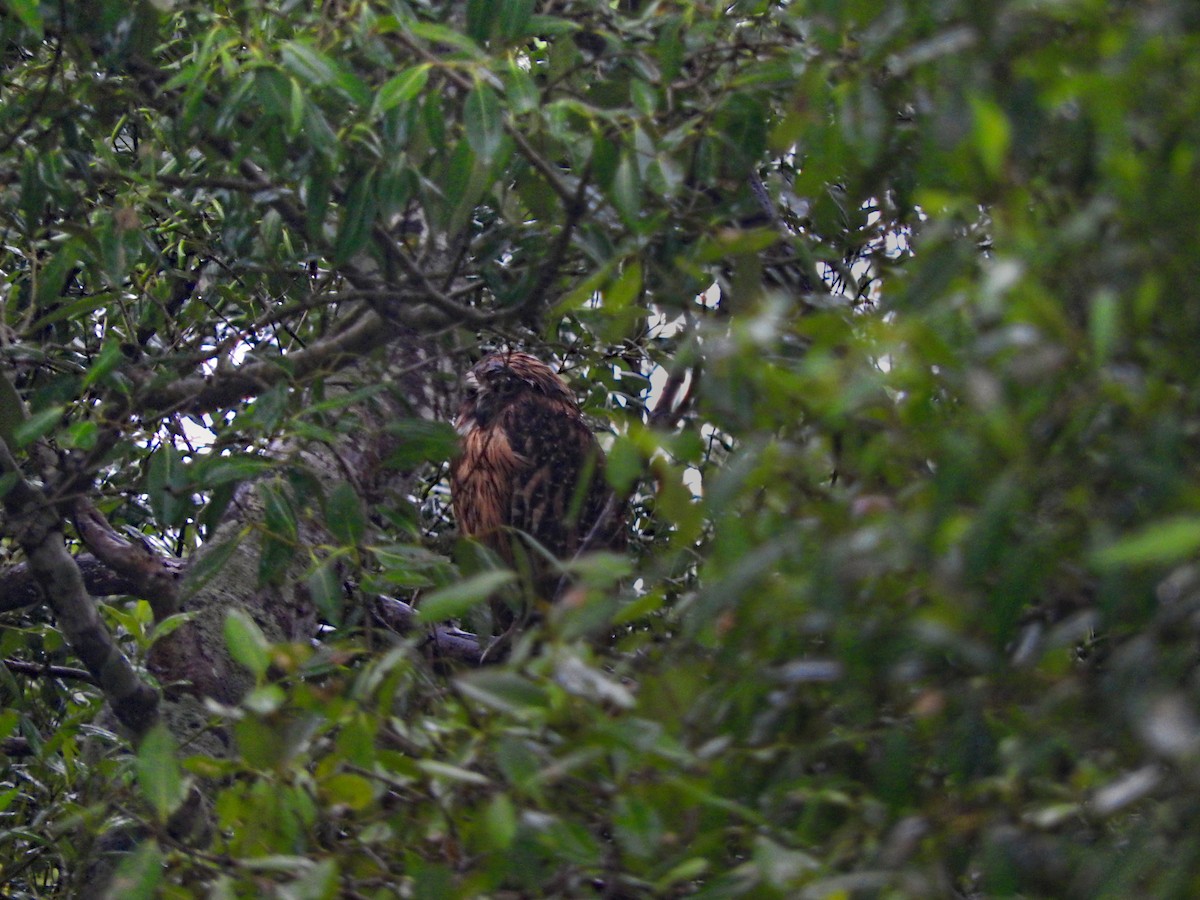 Buffy Fish-Owl - ML639257151