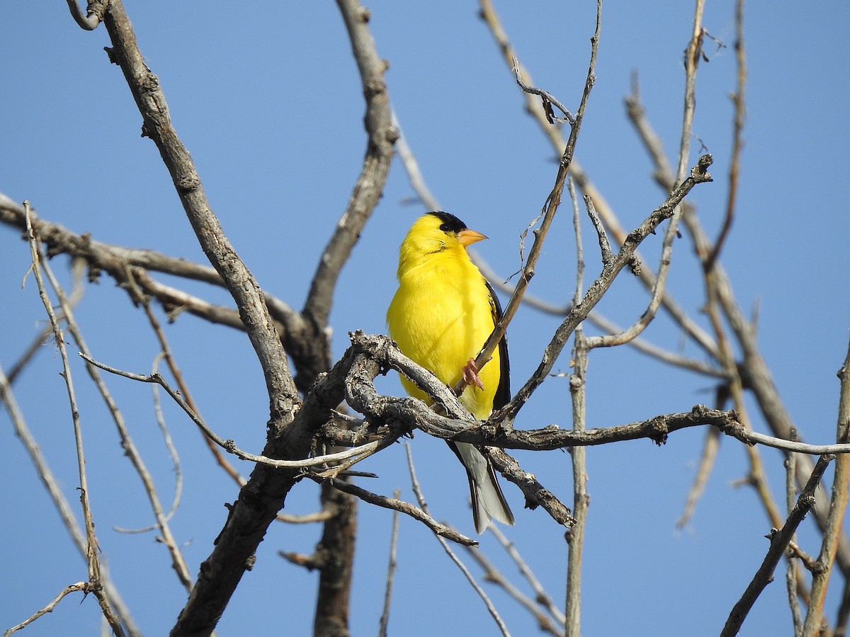 American Goldfinch - ML639257153
