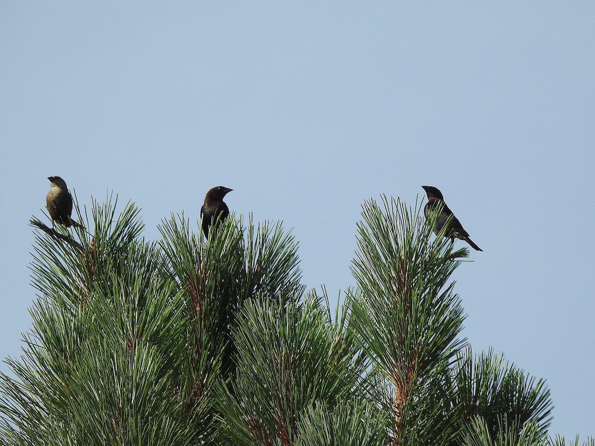 Brown-headed Cowbird - ML639257167