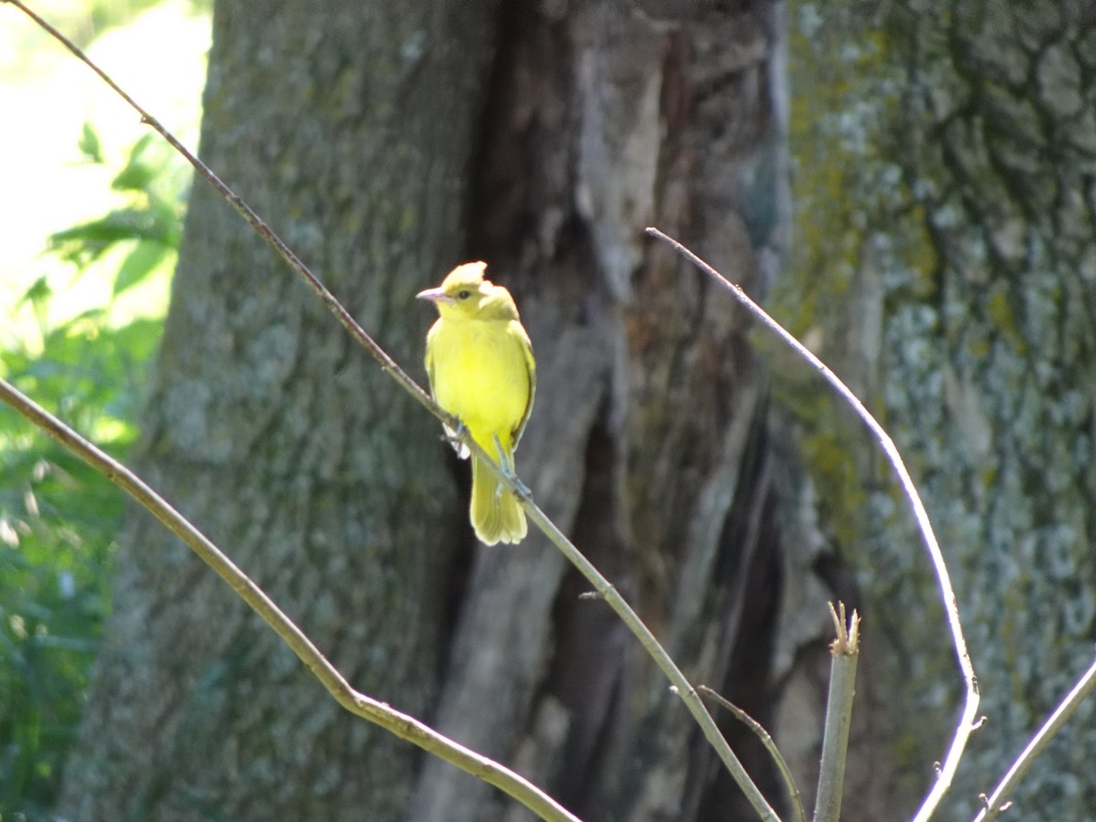 Orchard Oriole - ML639257218