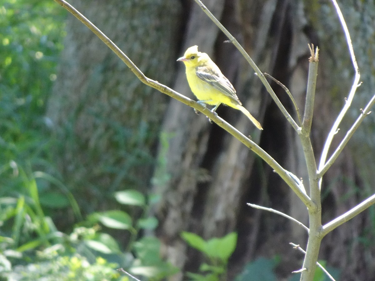 Orchard Oriole - ML639257219