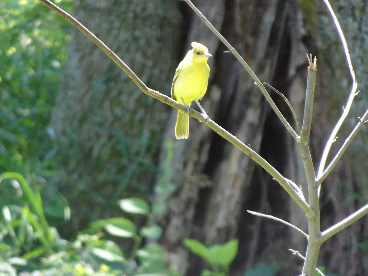 Orchard Oriole - ML639257220