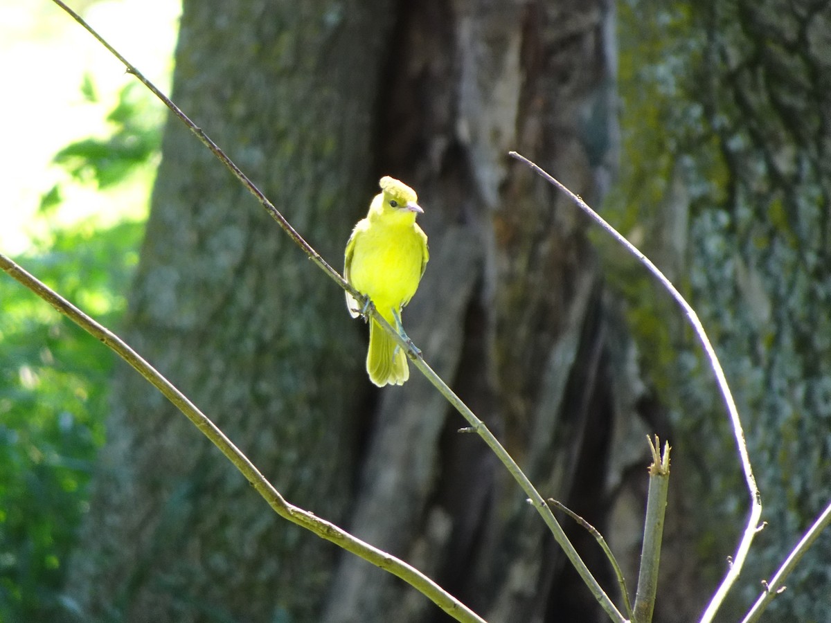 Orchard Oriole - ML639257221