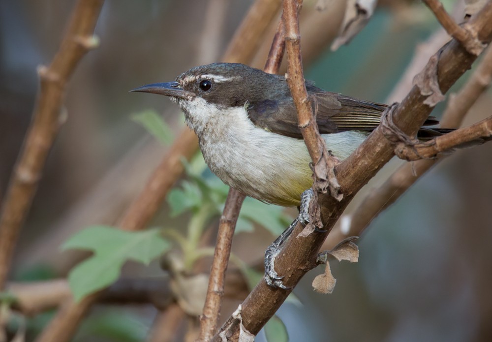 Suimanga Violeta (longuemarei/haussarum) - ML639257276
