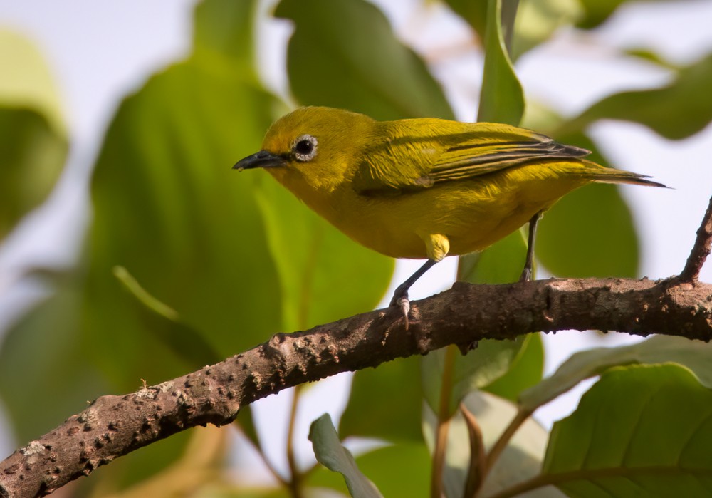 Forest White-eye - ML639257280