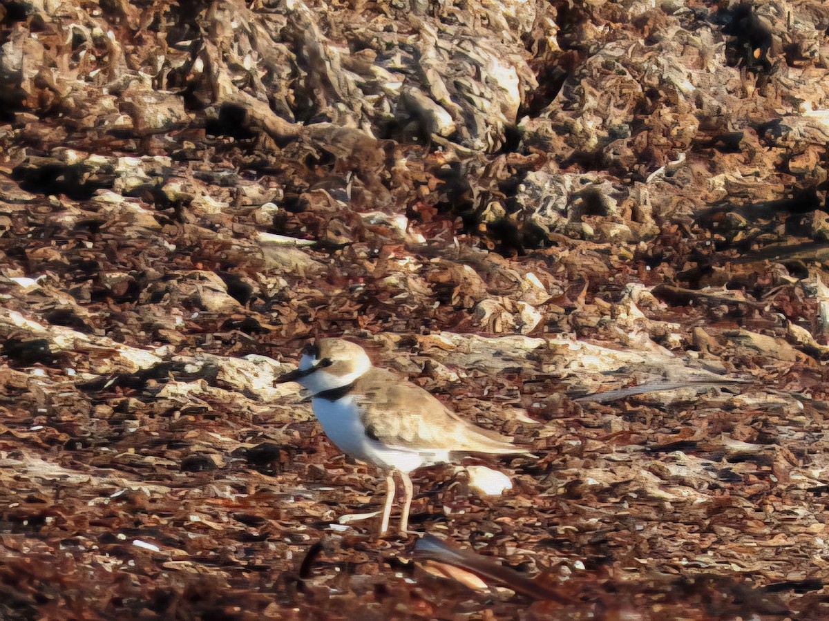 Collared Plover - ML639257300