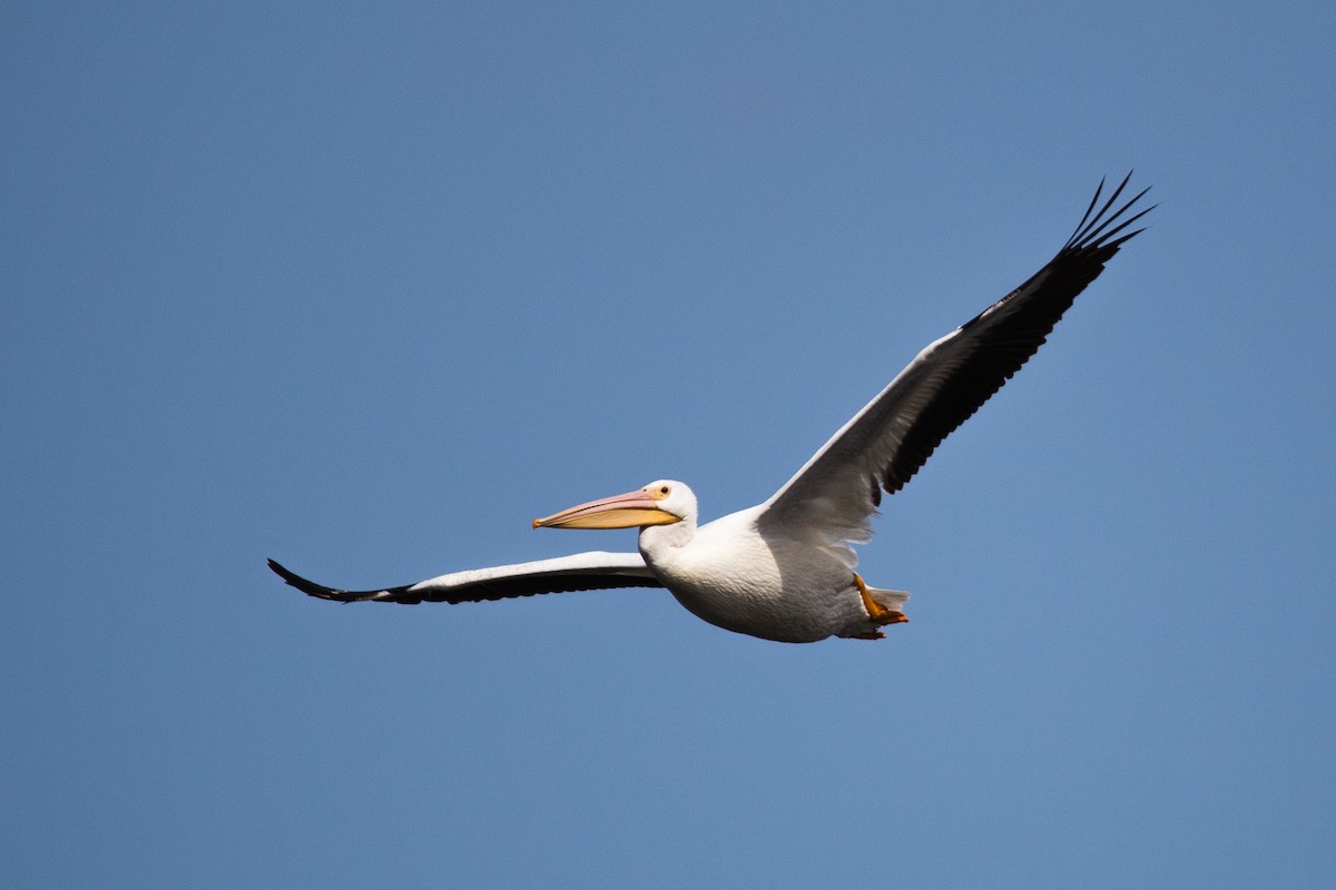 American White Pelican - ML639257305