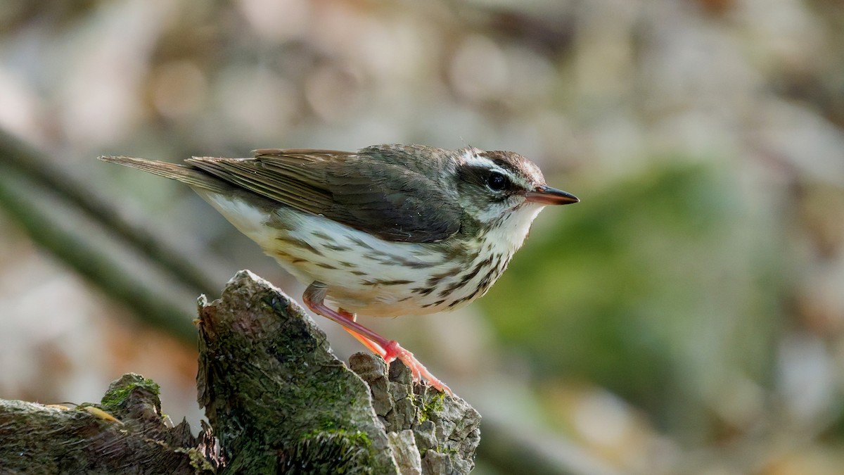 Louisiana Waterthrush - ML639257357