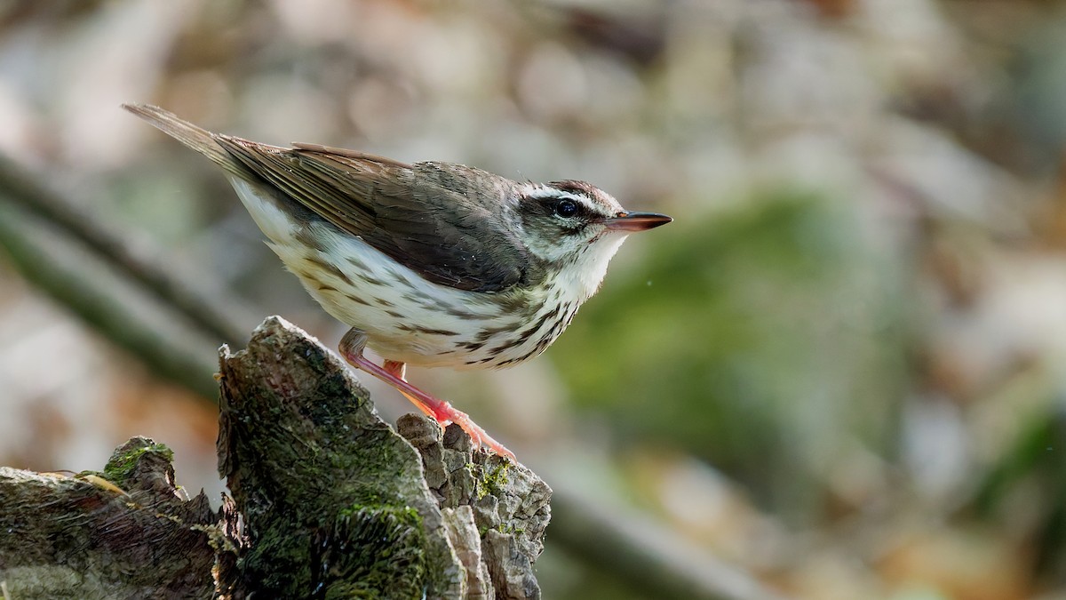 Louisiana Waterthrush - ML639257358