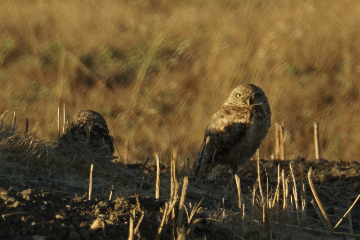 Burrowing Owl - ML639257376