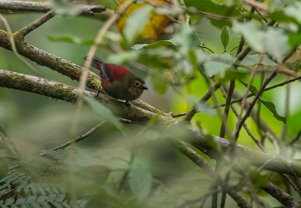 Red-faced Crimsonwing - ML639257420