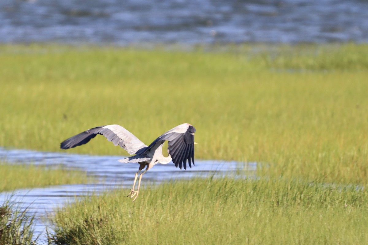 Great Blue Heron - ML639257422