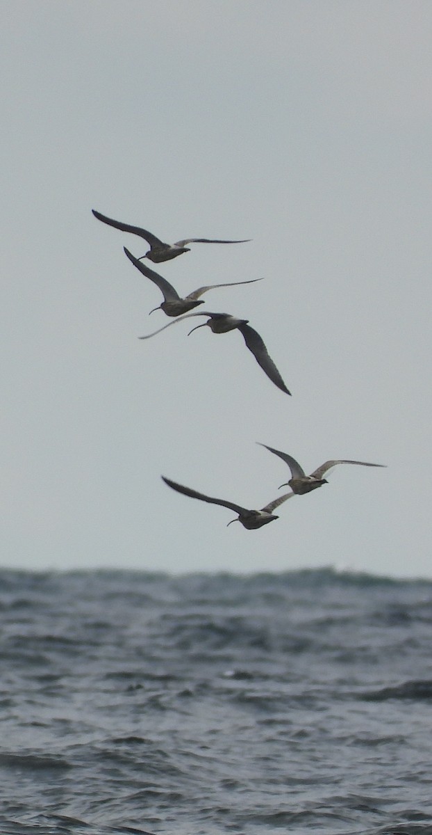 Eurasian Curlew - ML639257423