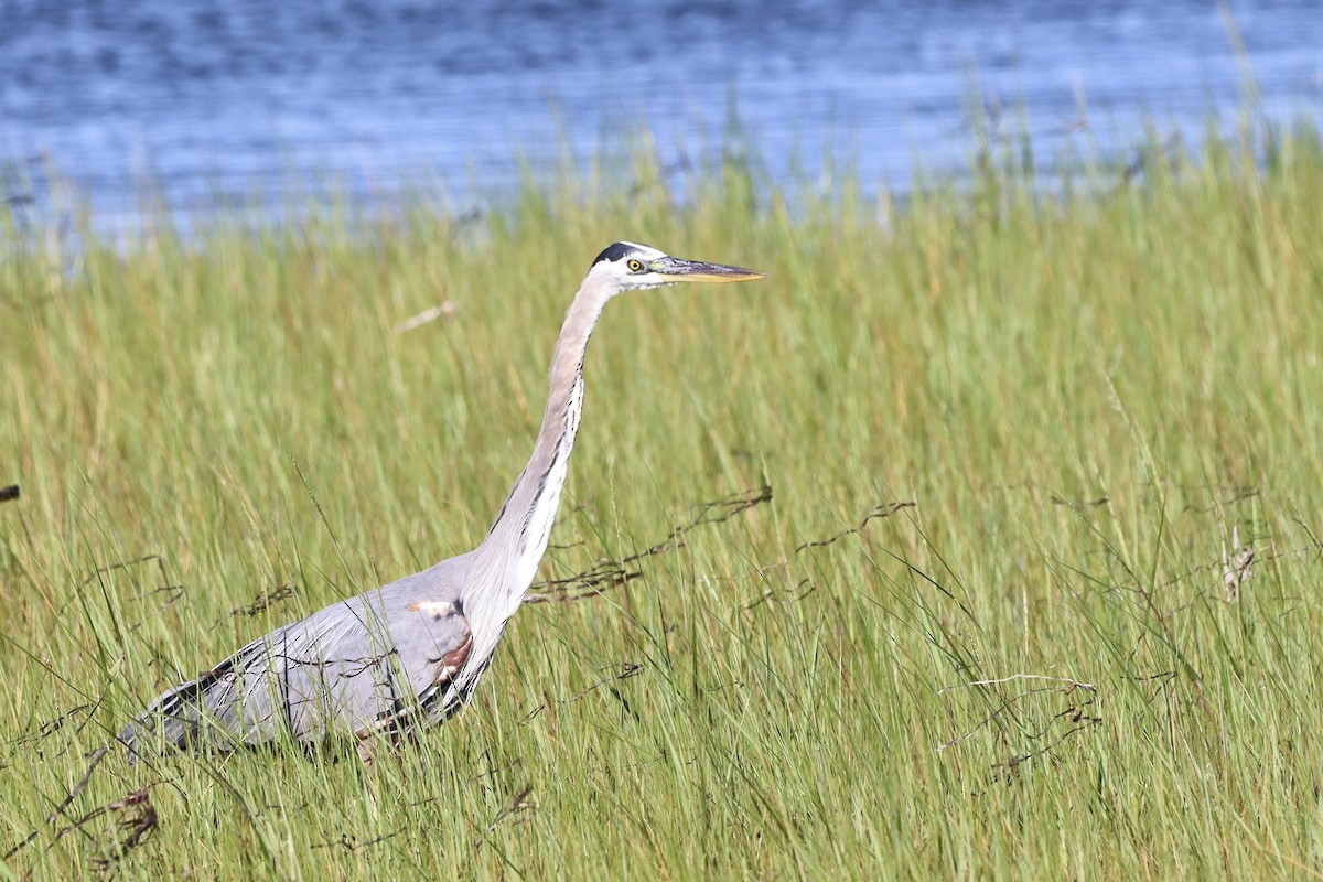 Great Blue Heron - ML639257435