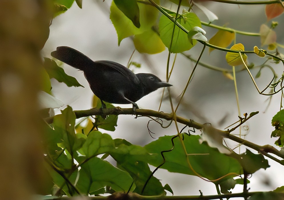 Western Boubou - ML639257438