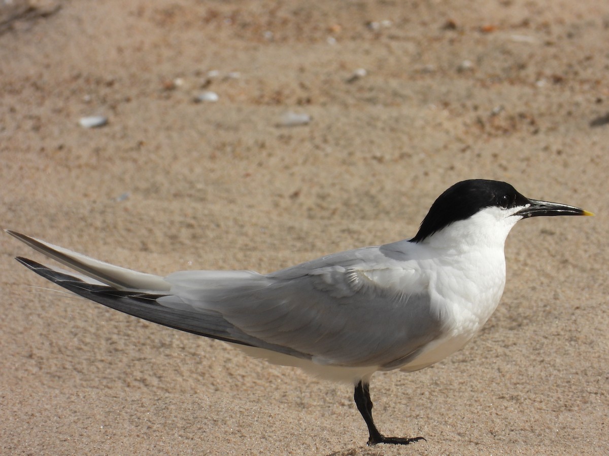 Sandwich Tern - ML639257440