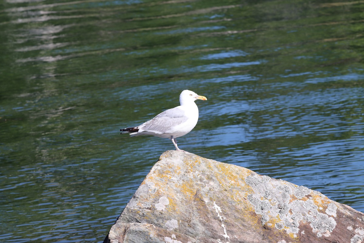 American Herring Gull - ML639257466