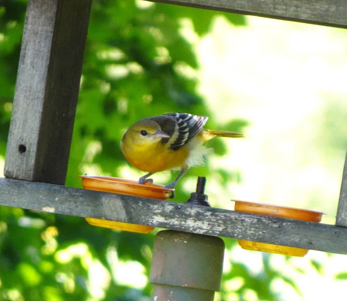 Baltimore Oriole - ML639257513