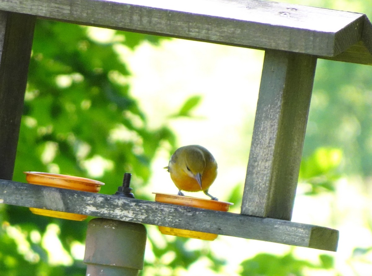 Baltimore Oriole - ML639257514