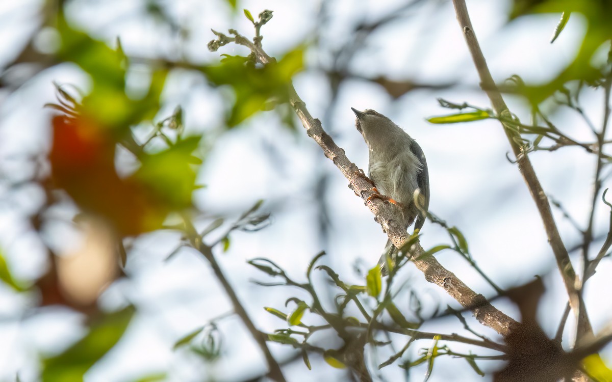 Brown-headed Apalis - ML639257546