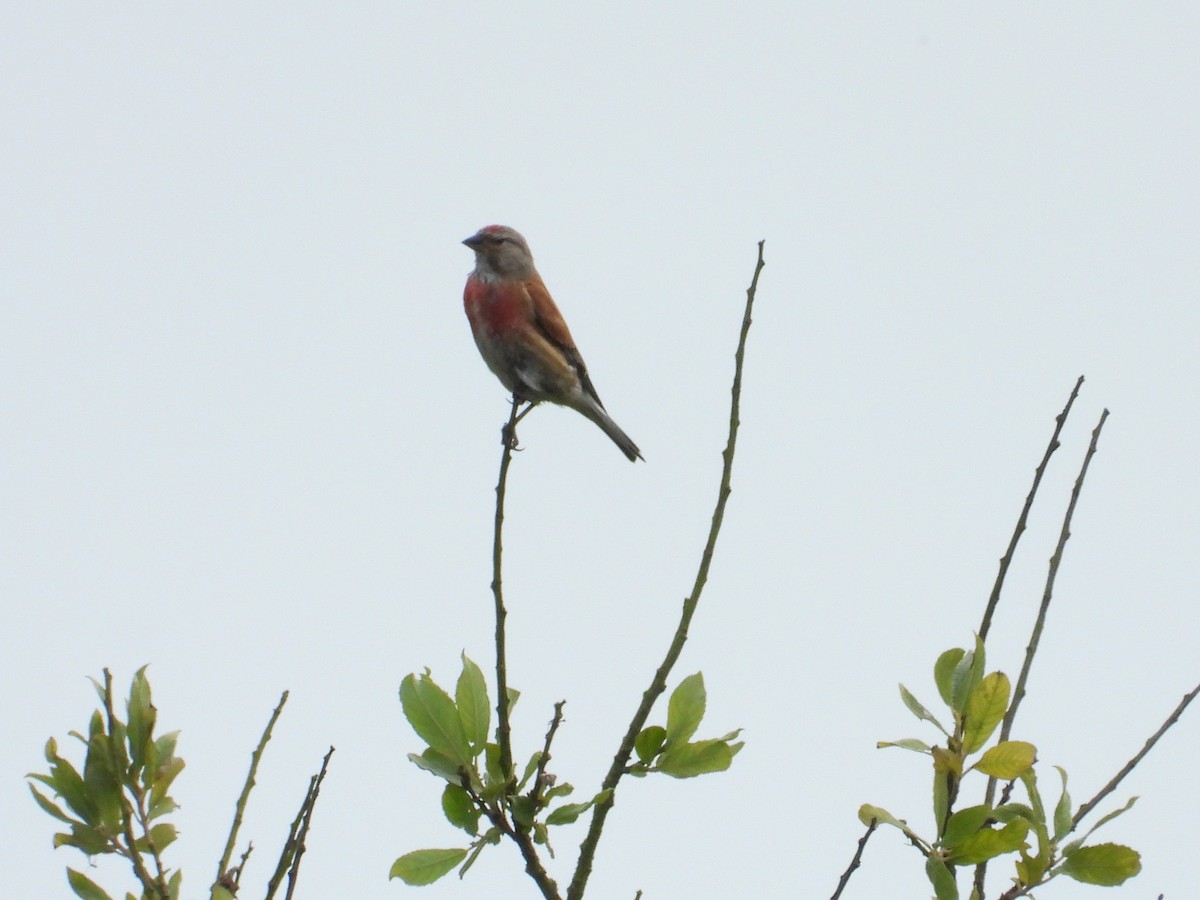 Eurasian Linnet - ML639257552