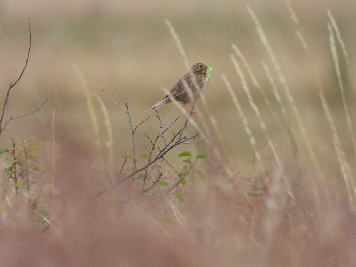 Corn Bunting - ML639257562