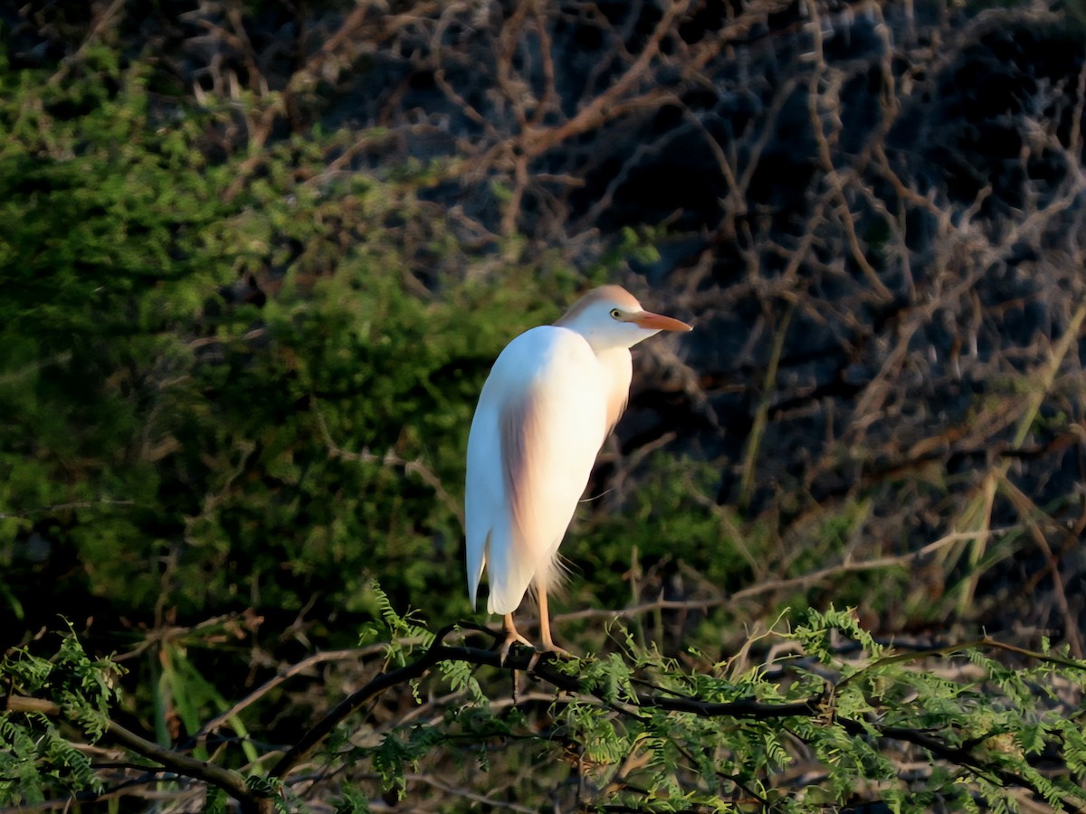 Western Cattle-Egret - ML639257568
