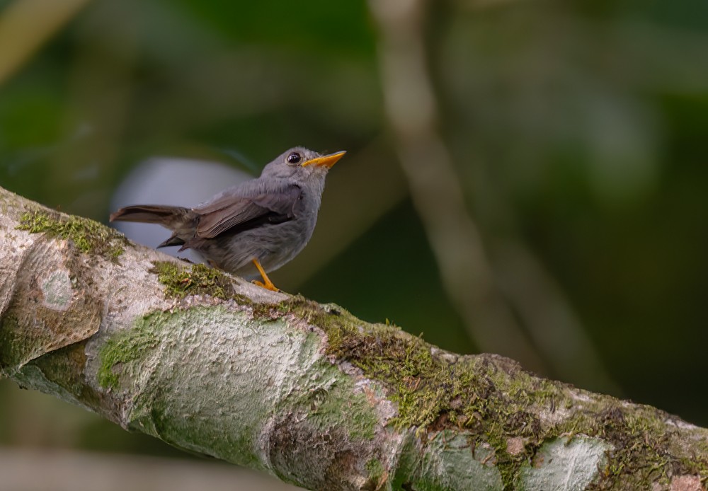 Yellow-footed Flycatcher - ML639257574