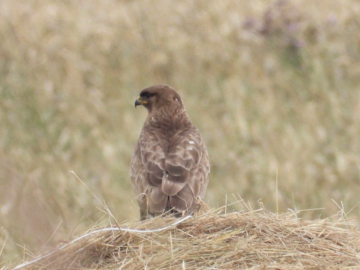 Common Buzzard - ML639257580