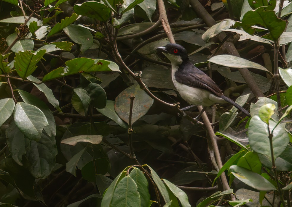 Red-eyed Puffback - ML639257660