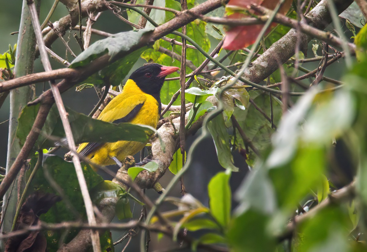 Black-winged Oriole - ML639257664