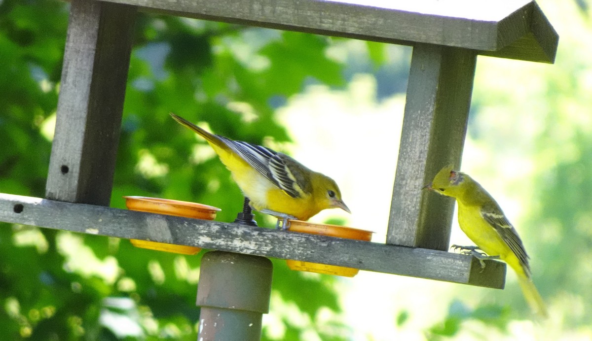 Baltimore Oriole - ML639257702