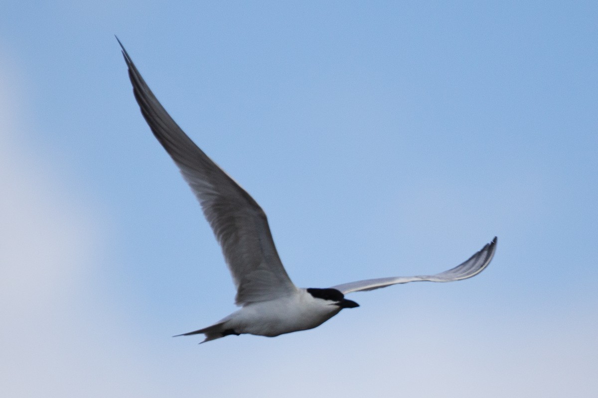 Gull-billed Tern - ML639257770