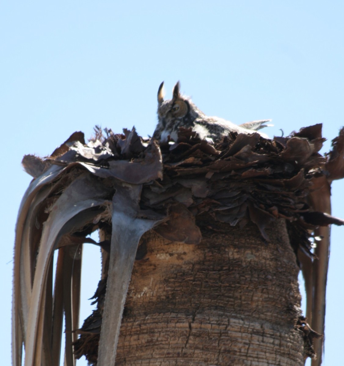 Great Horned Owl - ML639257903