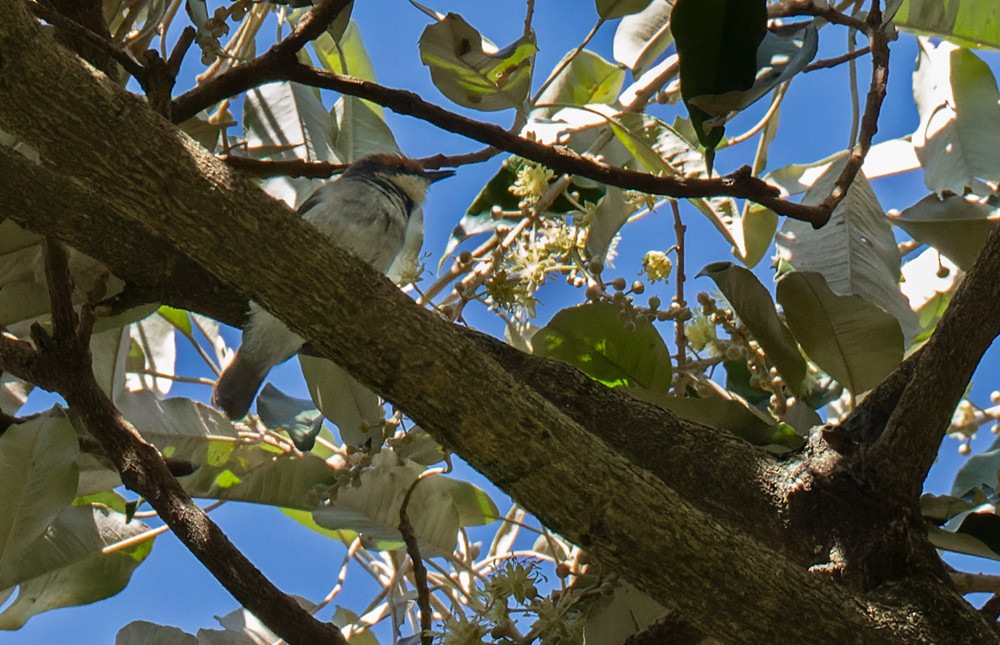 Turner's Eremomela - ML639257912