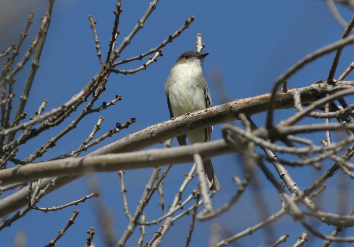 Eastern Phoebe - ML639257914