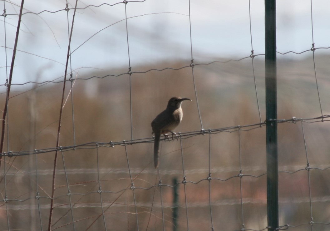 California Thrasher - ML639257925