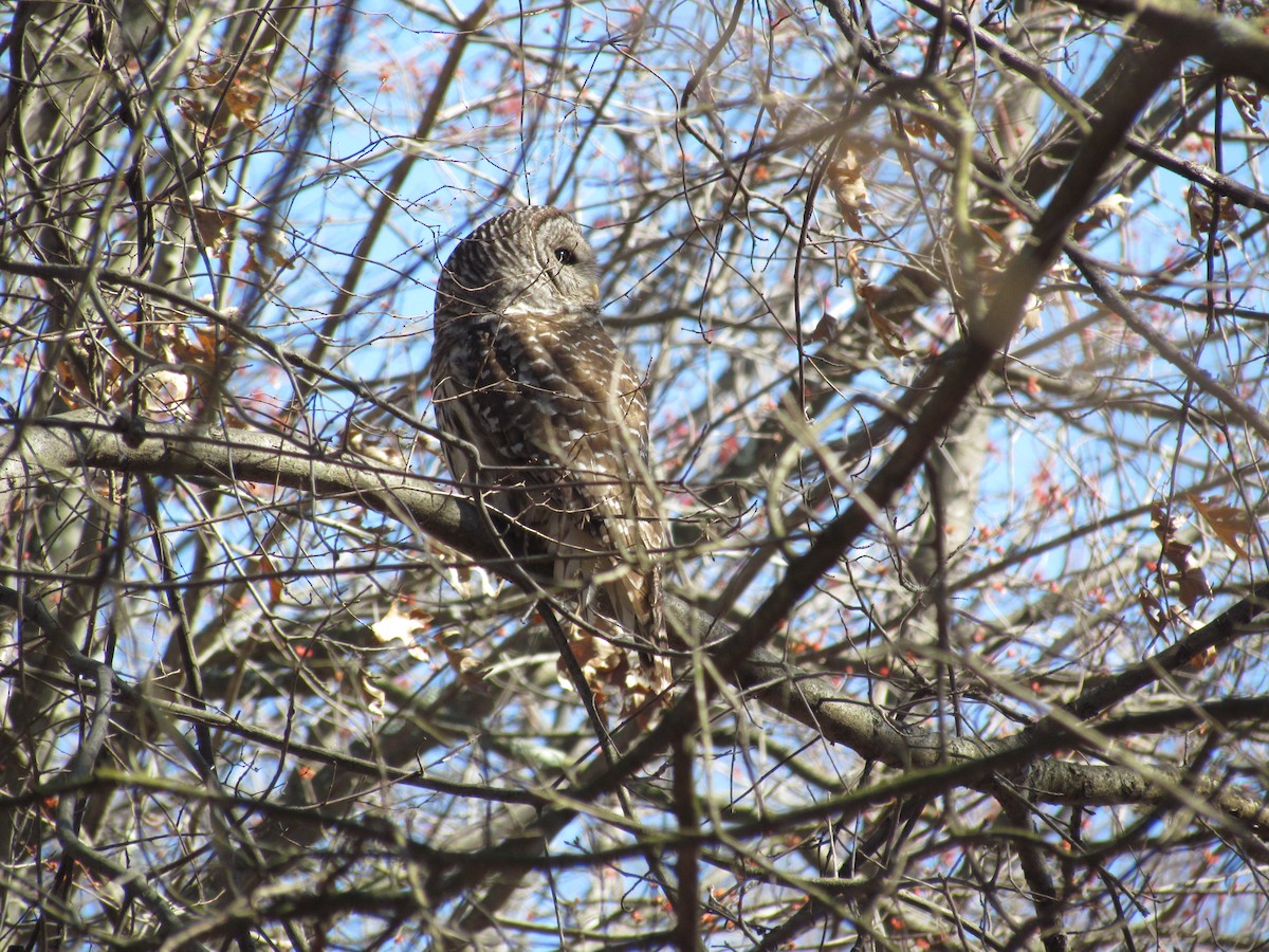 Barred Owl - ML639257931