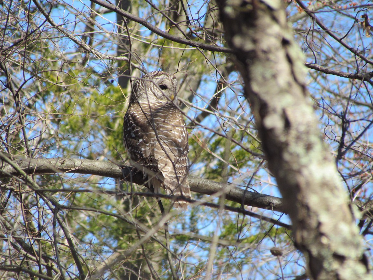 Barred Owl - ML639257932